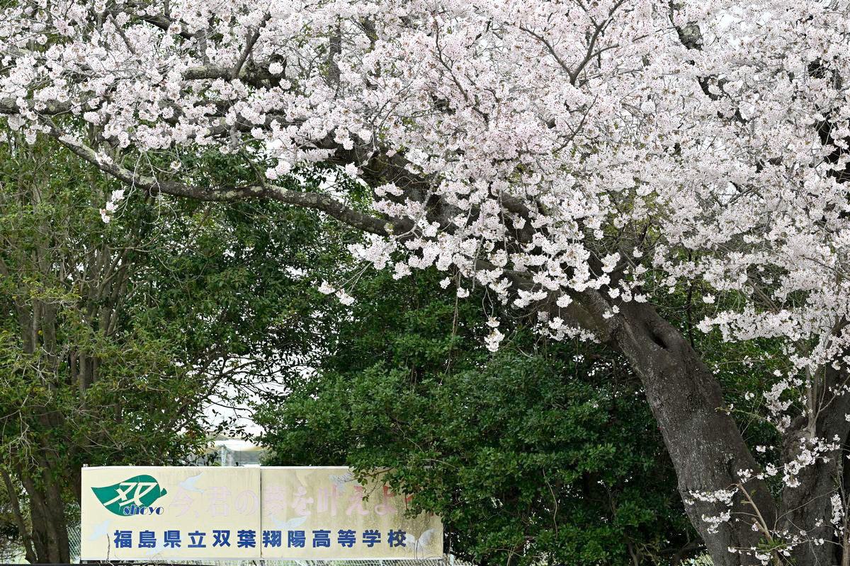 双葉翔陽高校を見守り続ける桜