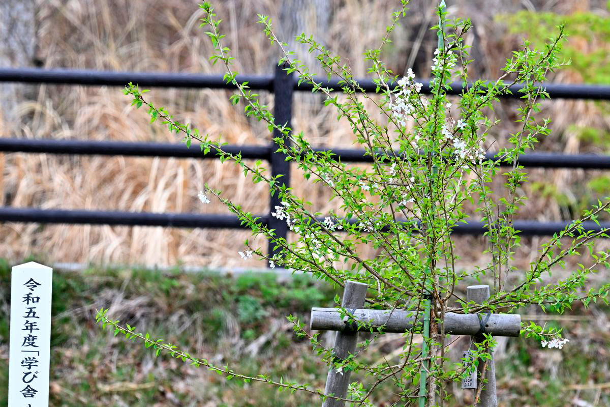 町立学び舎ゆめの森の卒園児・卒業生が植樹した「きぼうの桜」は、約8か月間国際宇宙ステーション「きぼう」で過ごした桜の種から育てられました。
 