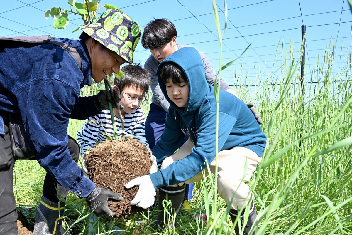 キウイの苗を優しく運び、丁寧に植える子どもたち