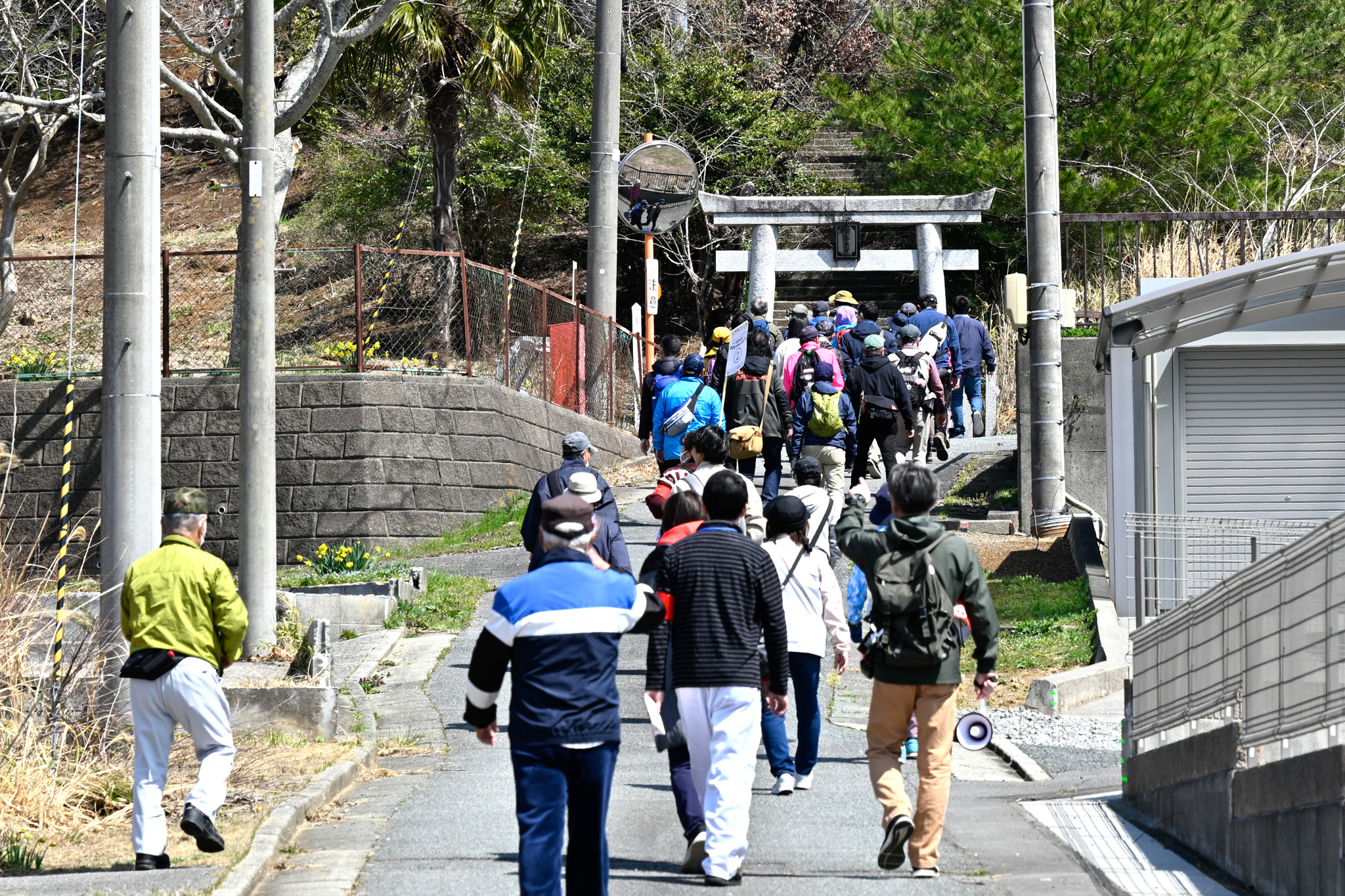 聖徳太子神社の鳥居をくぐると、長い階段の両側に樹木が生い茂り、水仙の花が咲いていました。