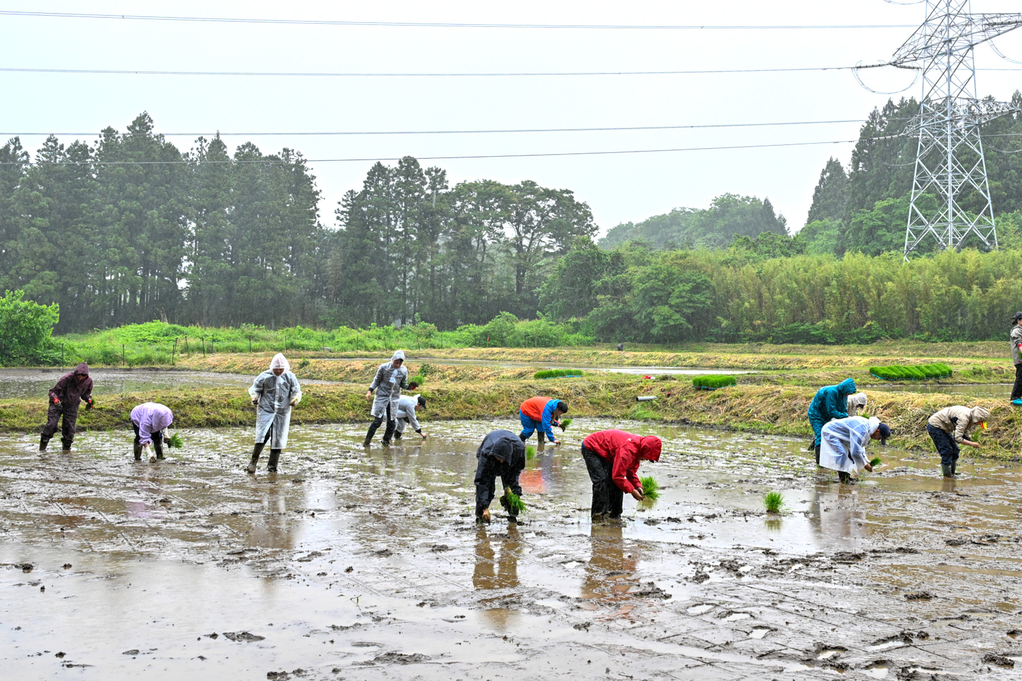 雨天の中、苗を手植えする参加者ら