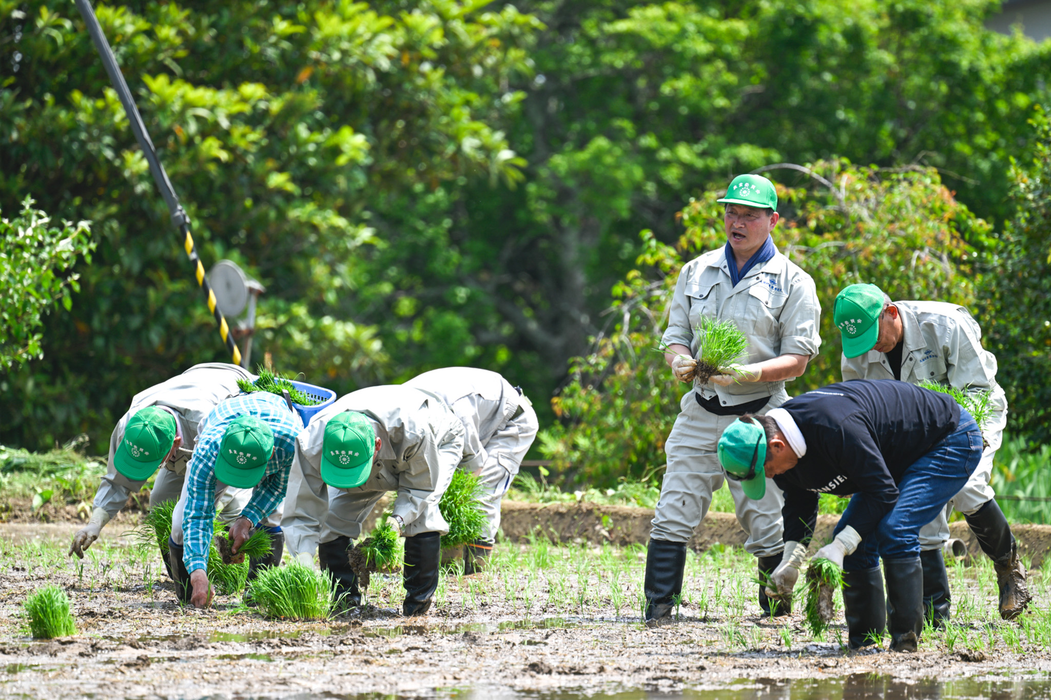 苗を植える町農業委員ら