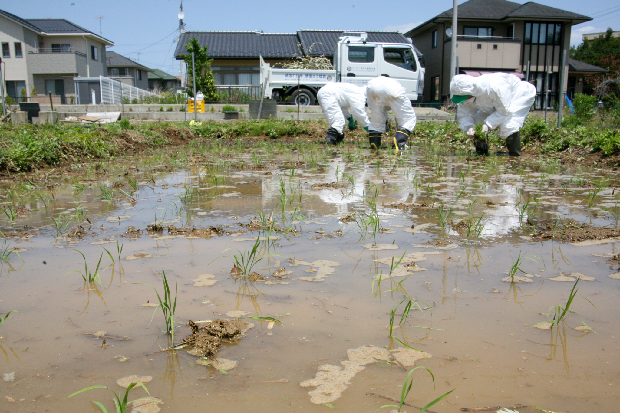 コメの試験作付けのため、田植え作業が進められる実証田