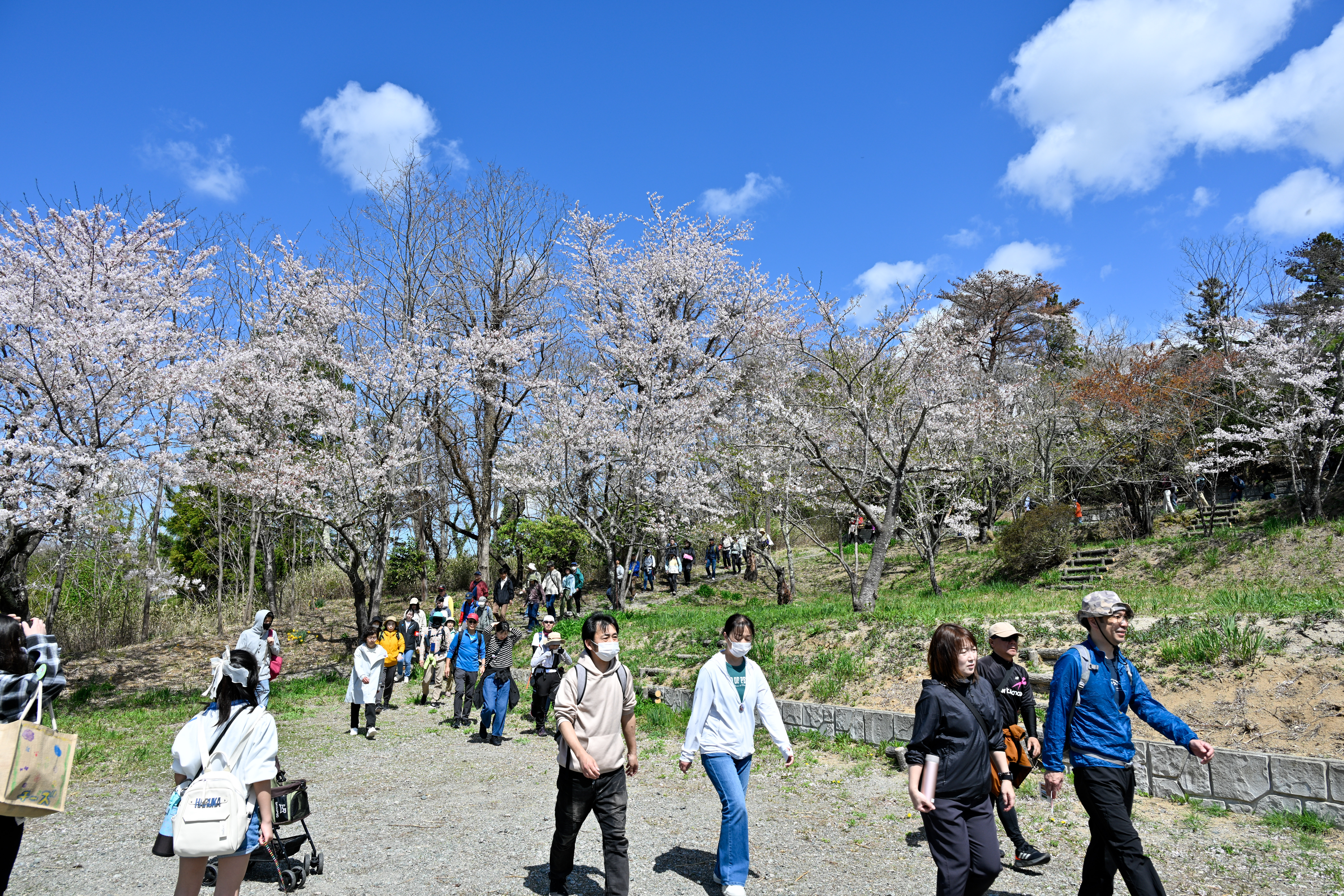 大野公園の桜を眺めながら散策する参加者