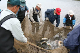 熊川鮭まつりの写真1