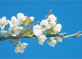 梨の花の写真