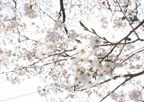 町内の桜咲く