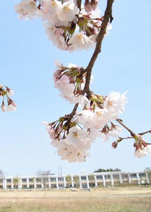 2017年に撮影した大野小の桜