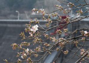 咲き始めた坂下ダムの桜