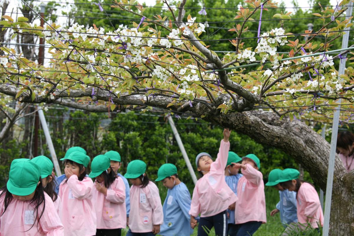 棚に配置した枝にいっせいに白い花が咲き、まるで白い天井ができたかのようなナシ畑