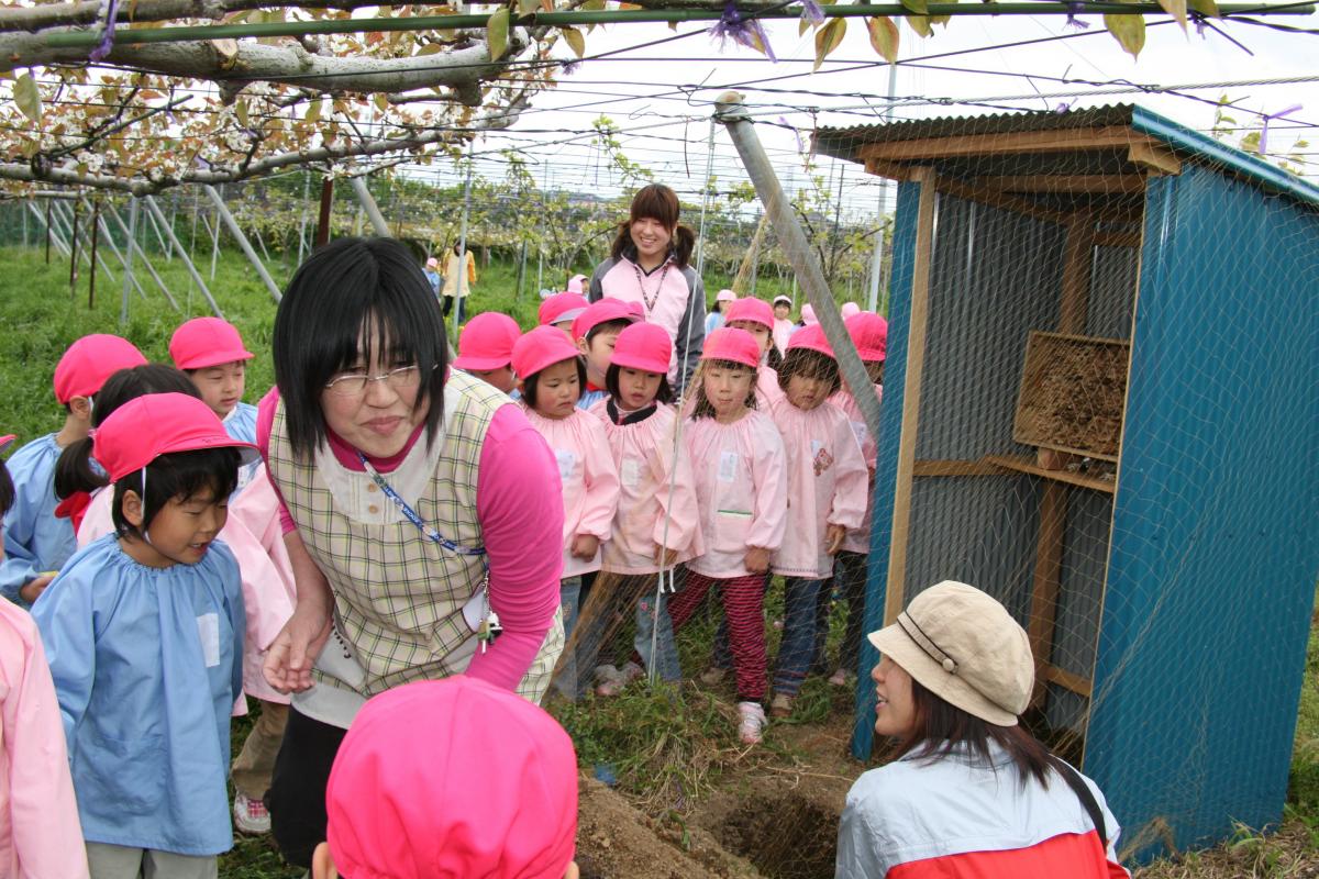 ナシの花の交配（受粉）を行うミツバチ。その巣に興味深々の園児たち