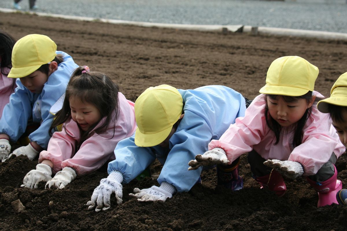 タネイモを土のなかに植え付け優しく土をかぶせる園児たち