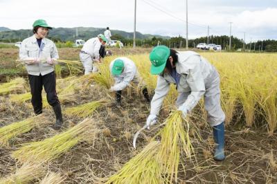 稲を手鍬で刈り取る農業委員ら