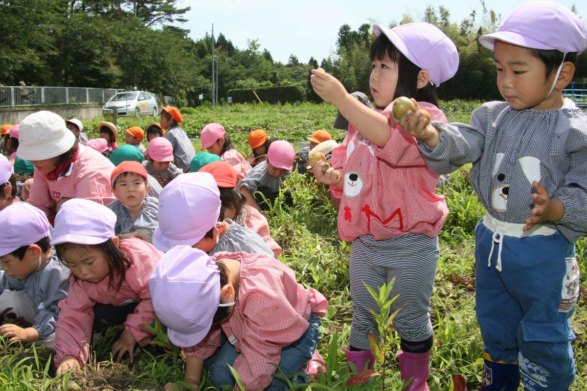 手のひらサイズの小さくてかわいいじゃがいもが採れ先生に見せる園児たち