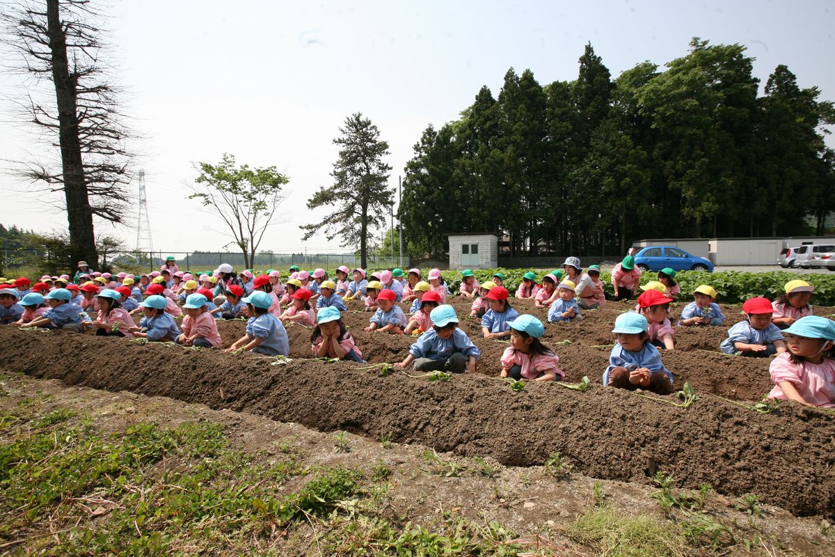 園児一人ひとりが苗を並べ、植える準備をして一列に並んでいます