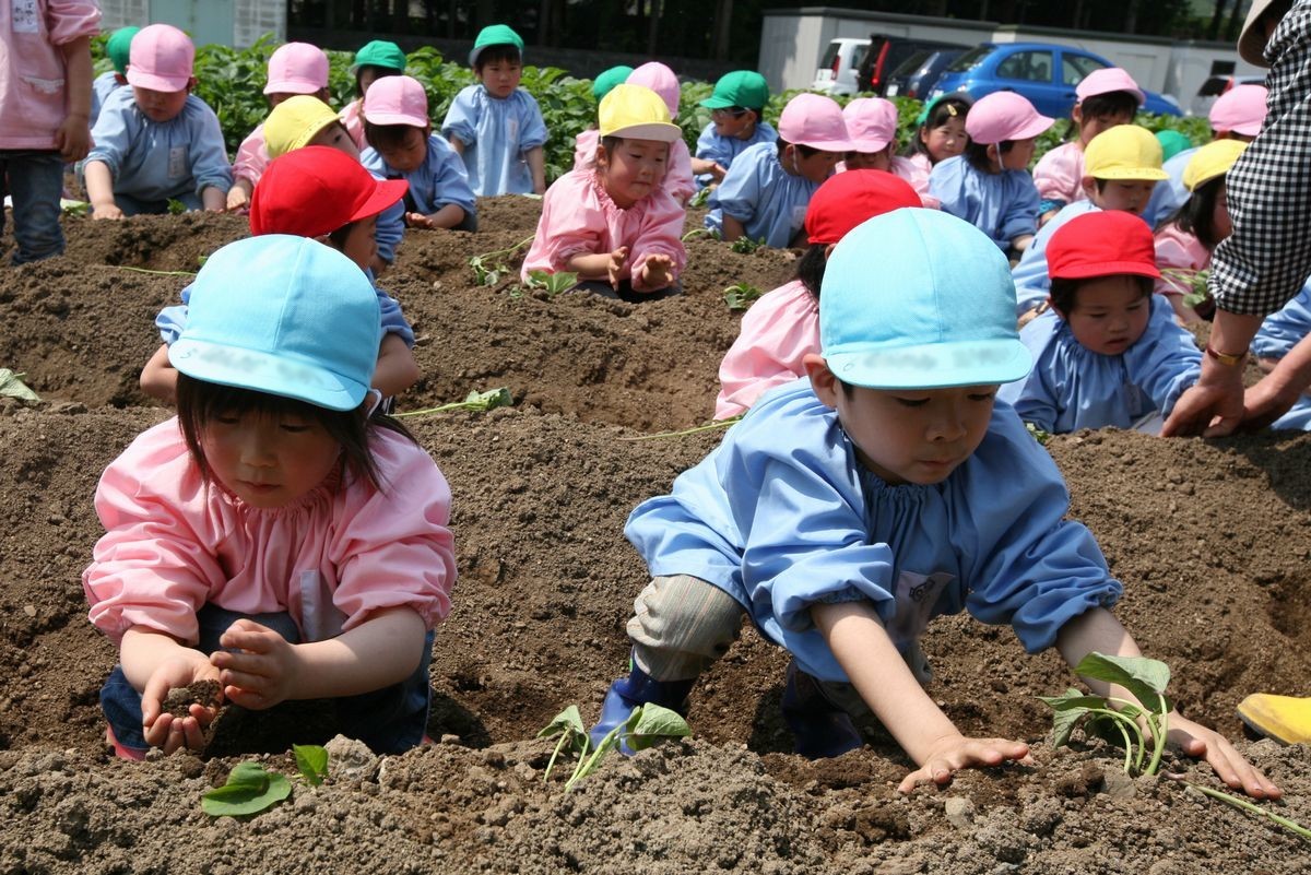 小さな手で、一生懸命苗に土をかぶせる園児たち