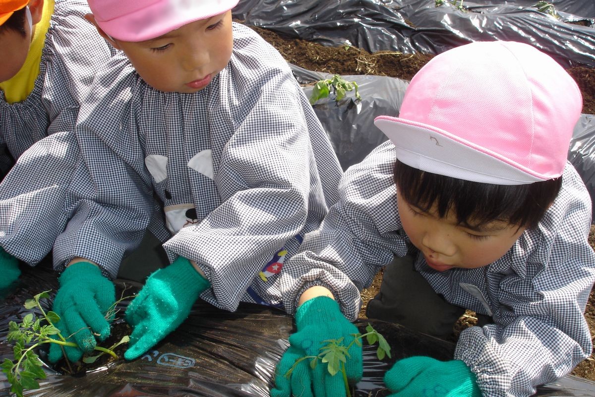 「大きくて甘いサツマイモがなりますように」と願いを込めて苗を植える園児たち