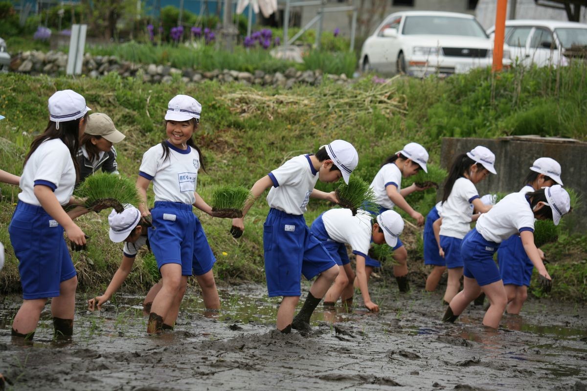 泥に足が取られたりしながらもしっかり苗を植える児童たち