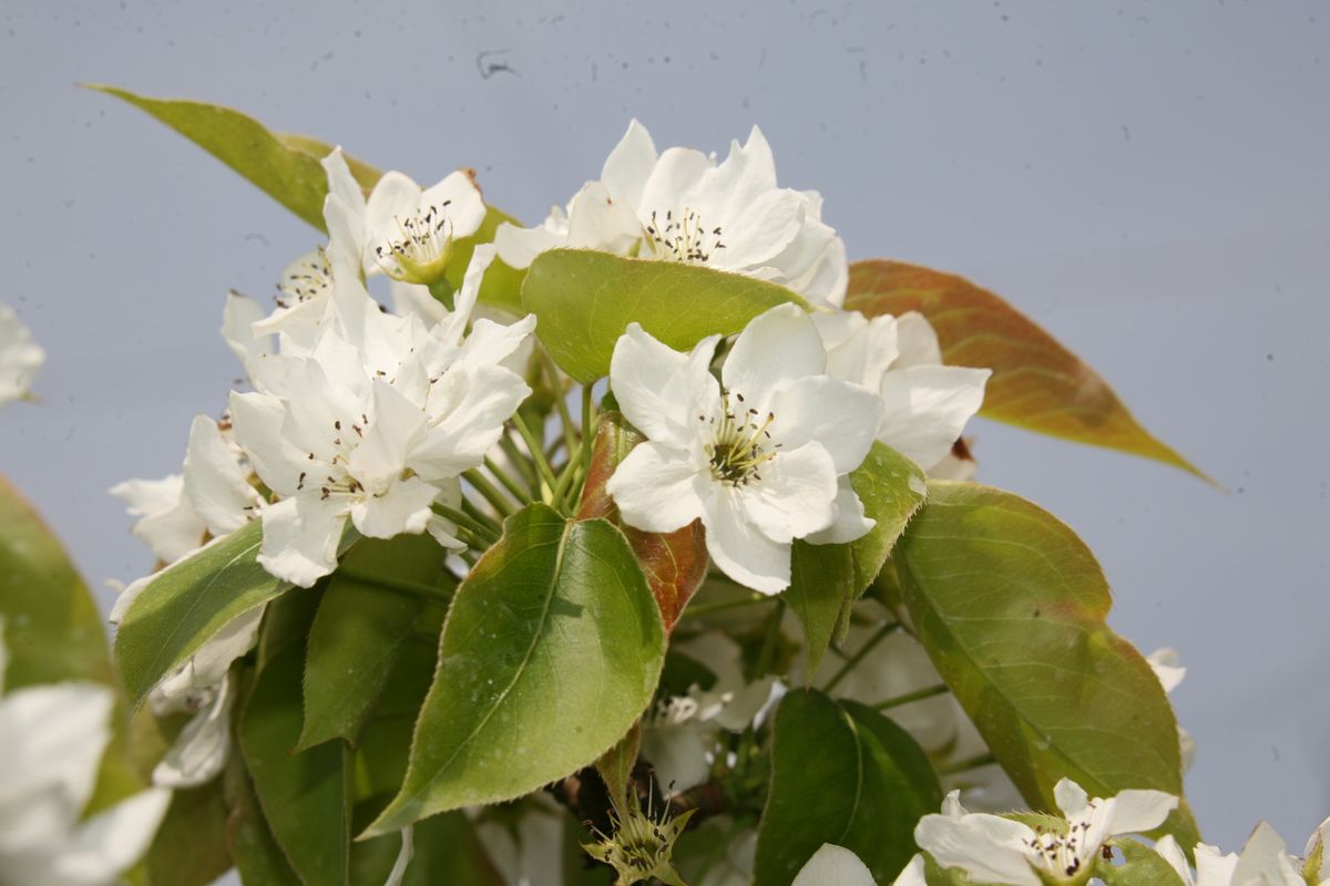 梨の真っ白な花