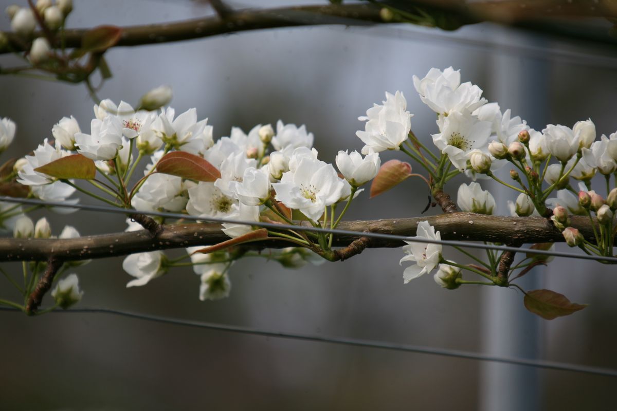 大熊の大地に春を告げる梨の花