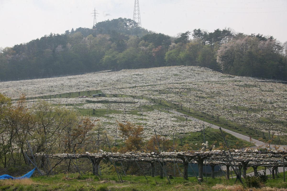 丘一面の梨畑に咲く白く大きな梨の花
