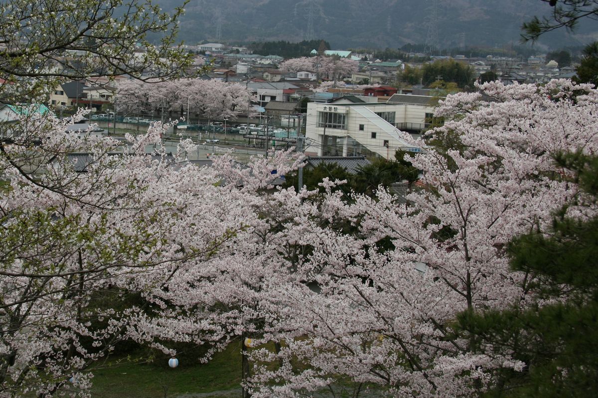 聖徳太子神社から見た桜満開の大野駅周辺