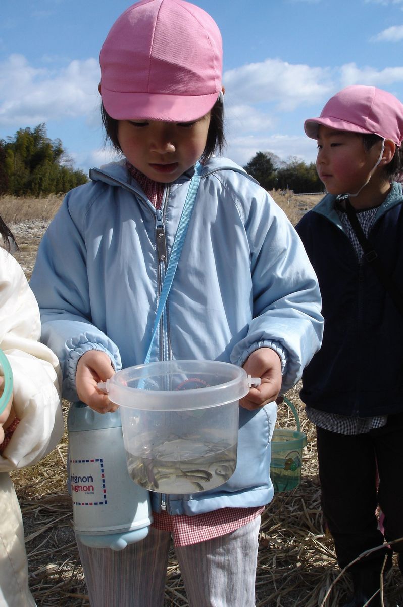 バケツに入ったサケの稚魚をじっと見つめる園児