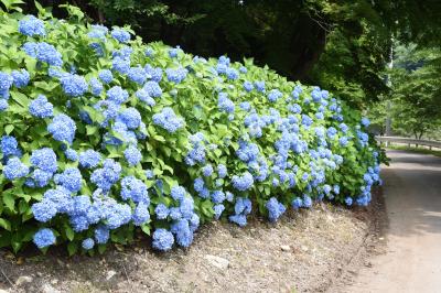 坂下ダム湖畔のアジサイ