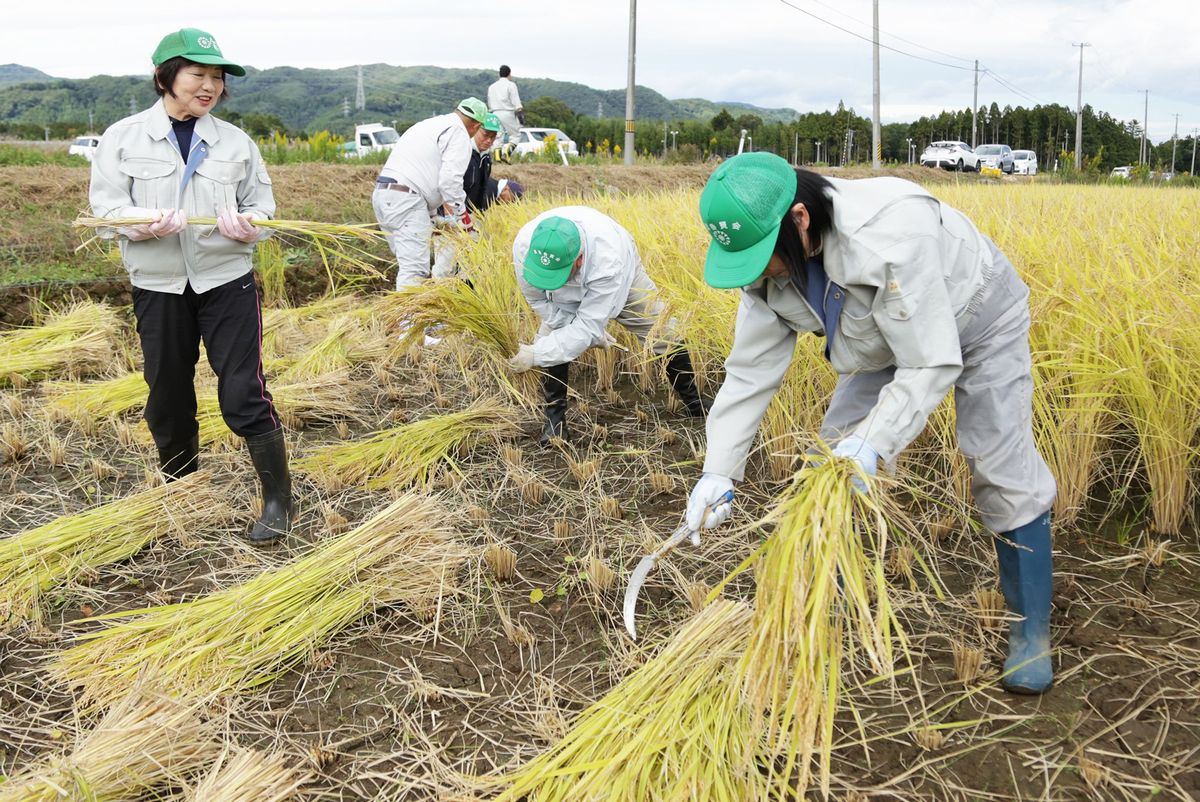 町農業委員10人、町職員など5人が稲刈りに参加