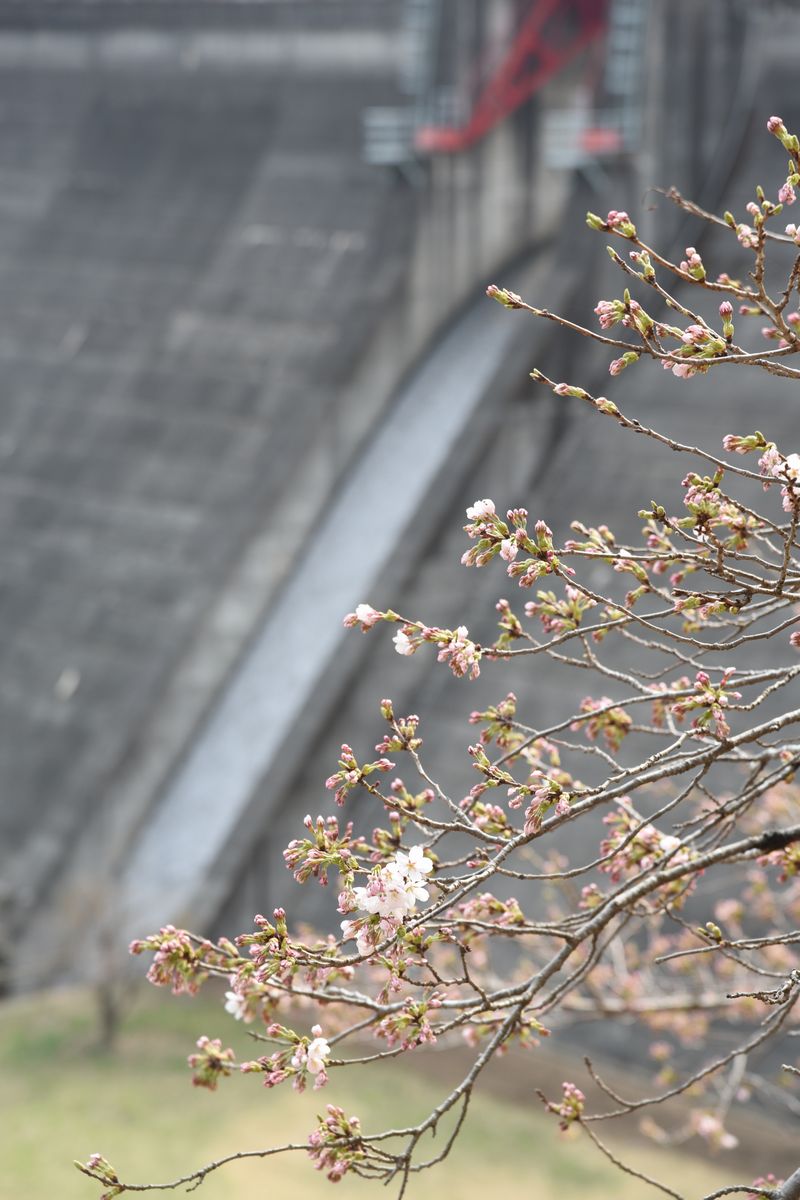 ダムを背にこの年も変わらずに咲き始める桜