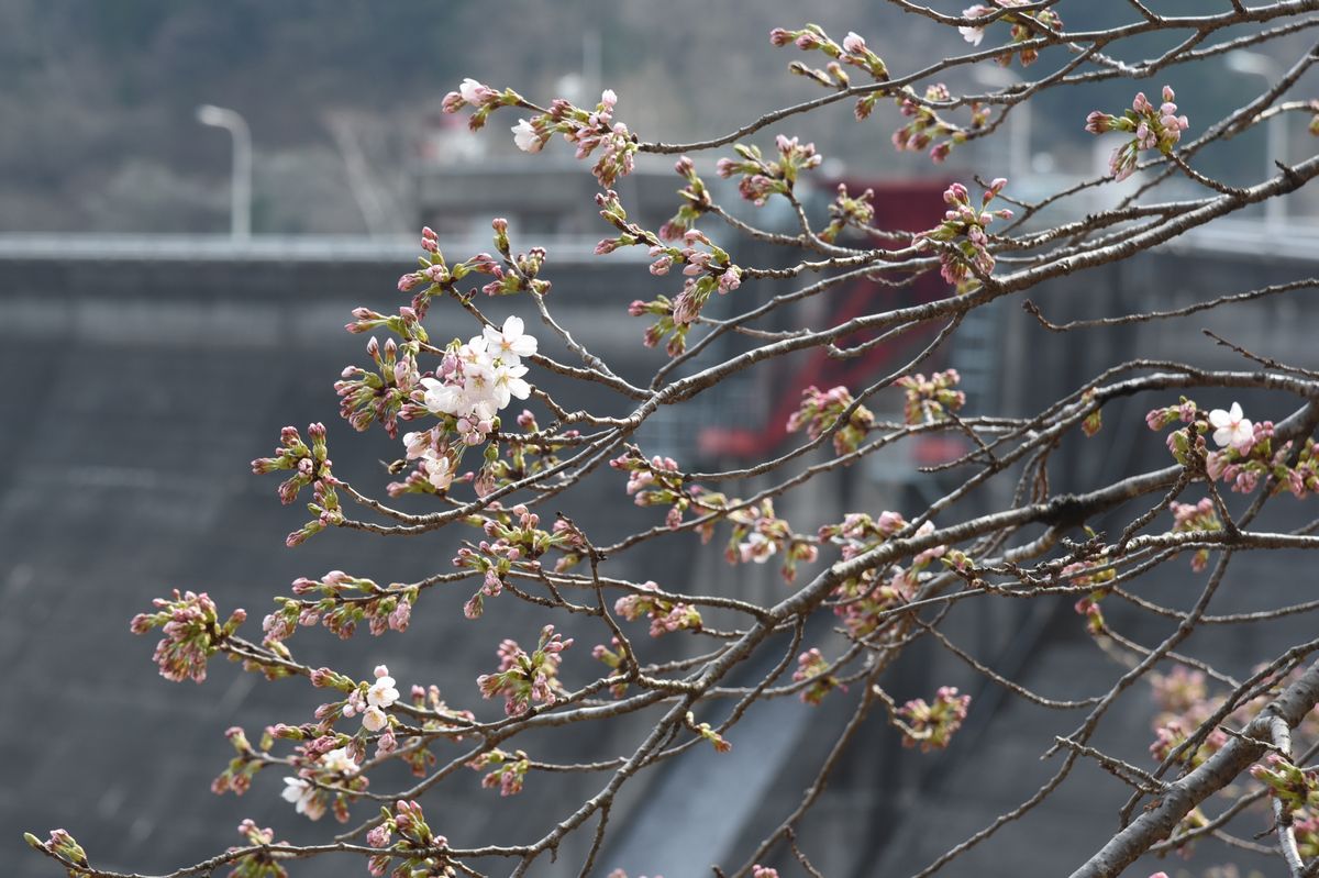 春を歓迎するように咲く坂下ダムのソメイヨシノ