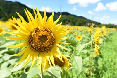 大川原地区で咲くヒマワリ