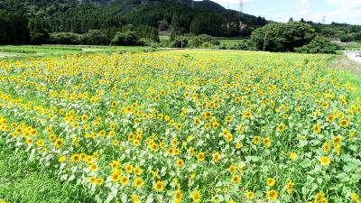 大川原地区のヒマワリ畑