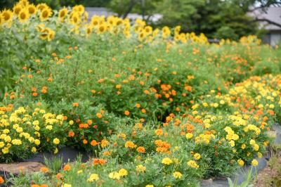 坂下ダム入り口近くの花畑