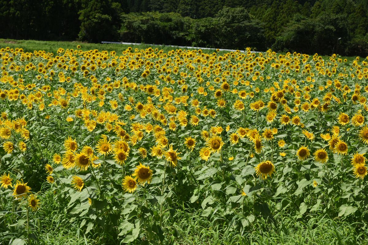 咲きそろったヒマワリの花