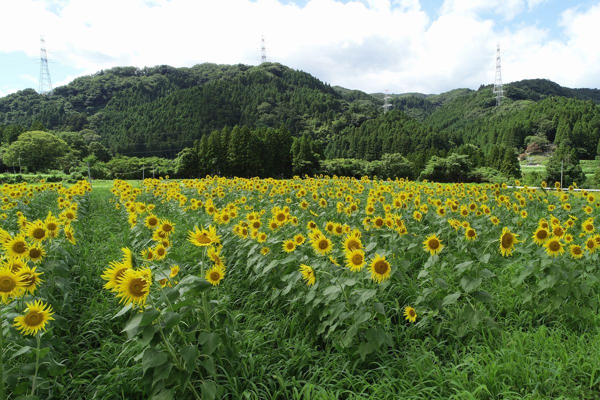 ヒマワリ畑と大川原の山並み