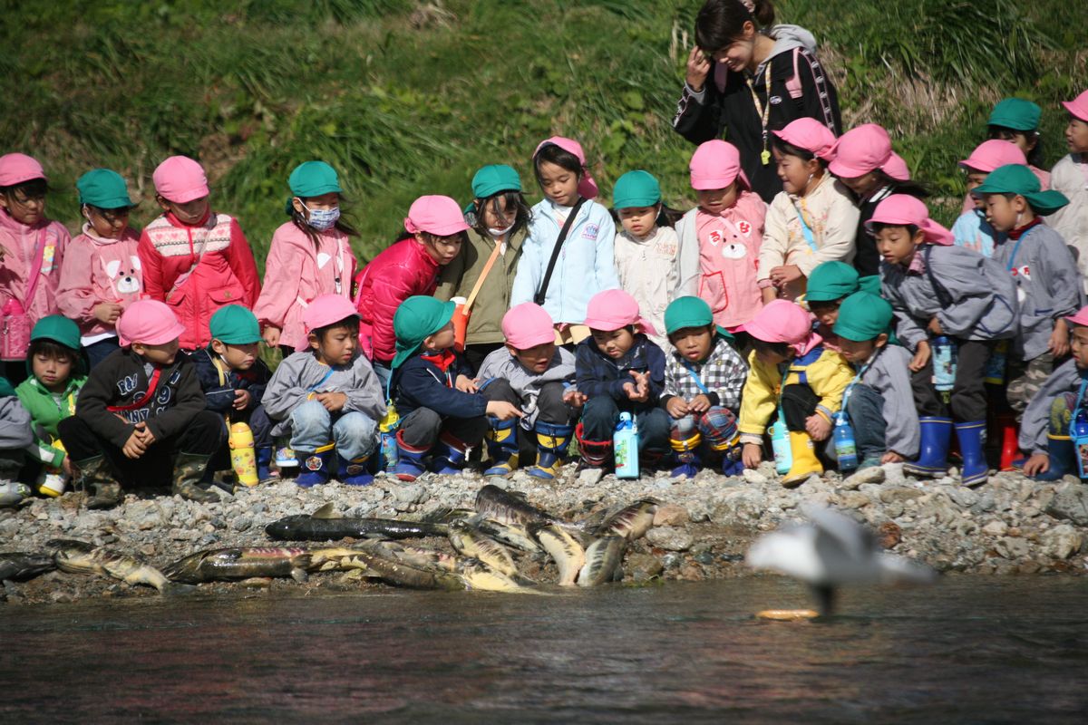 川辺に並んだ大量のサケをじっと見つめ観察する園児たち