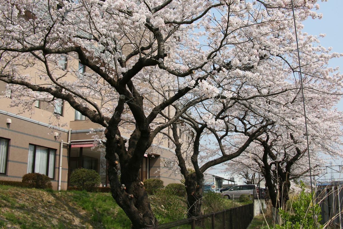 大熊ホテル前に咲く桜