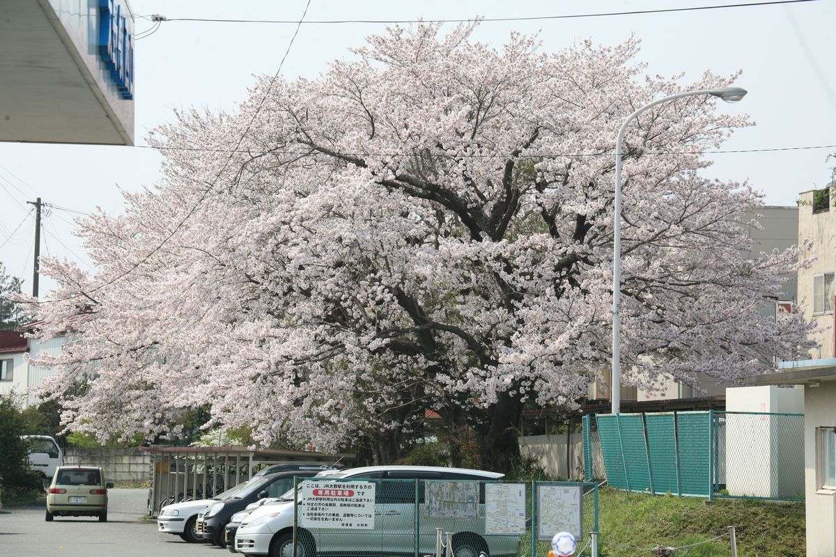 大野駅西側口に咲く桜