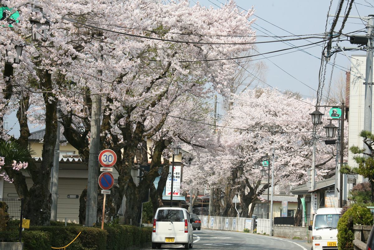 原子力センター前の並木道に咲く桜