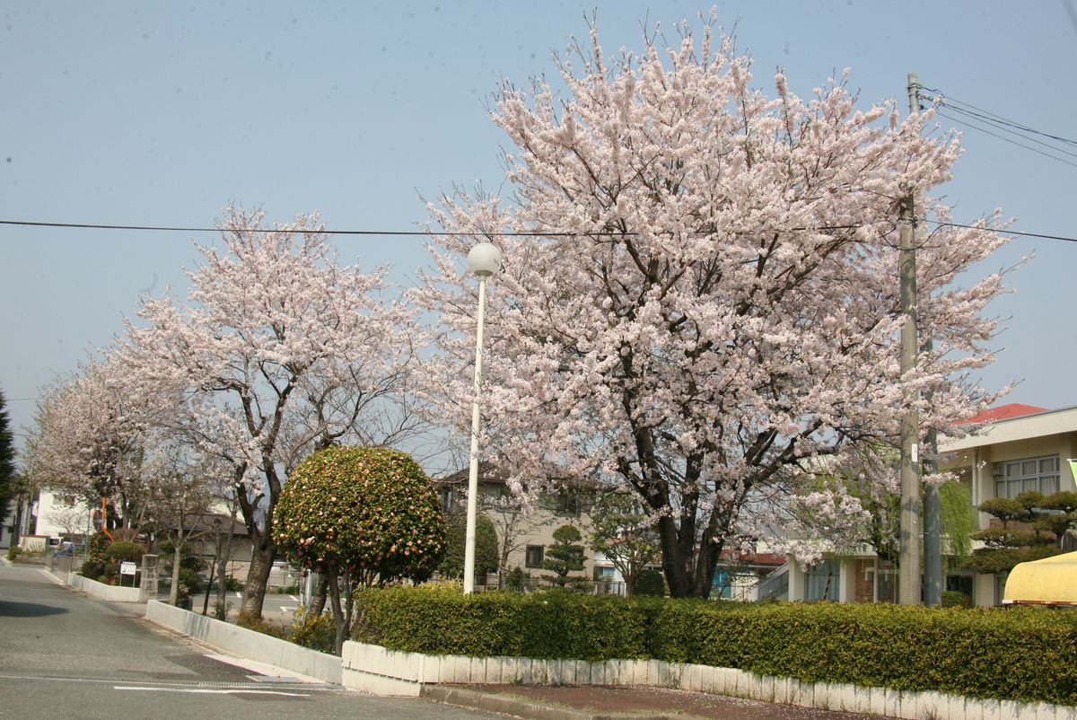 公民館に咲く桜