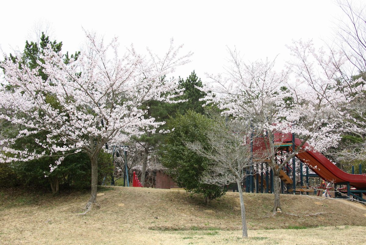 わんぱく広場に咲く桜
