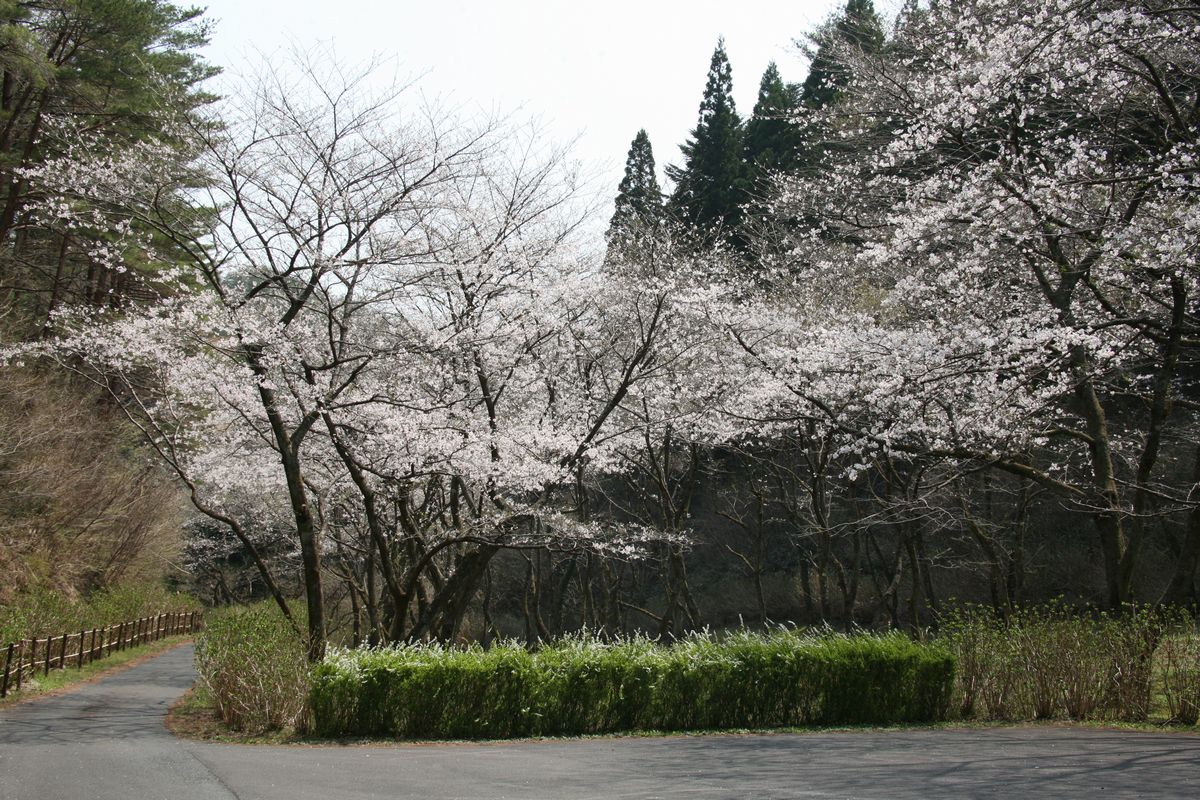 三ツ森山に咲く桜