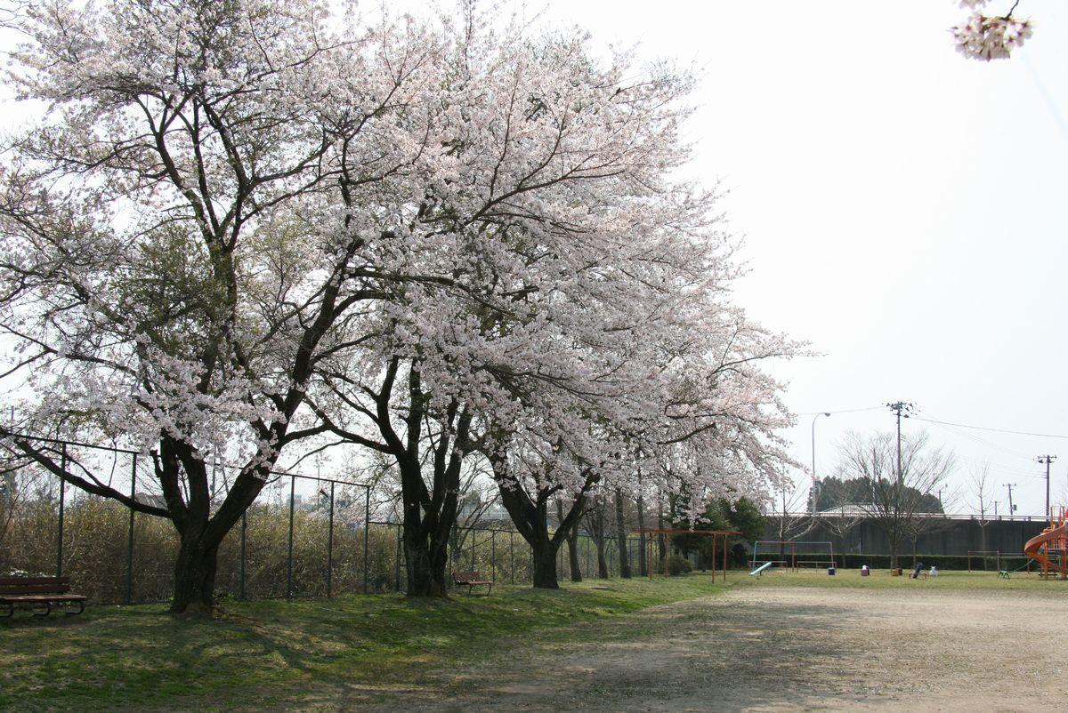 児童公園を彩る桜
