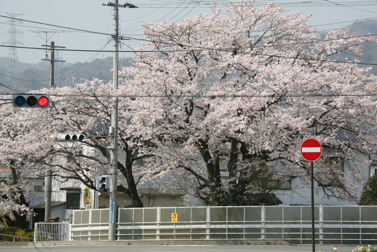 常法寺前交差点に咲く桜
