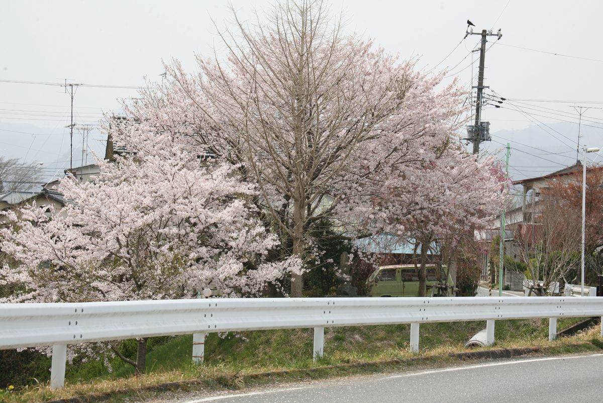 新町の溜め池周辺を彩る桜