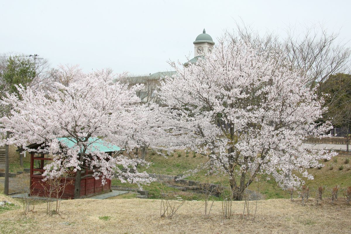 図書館前公園で咲く桜