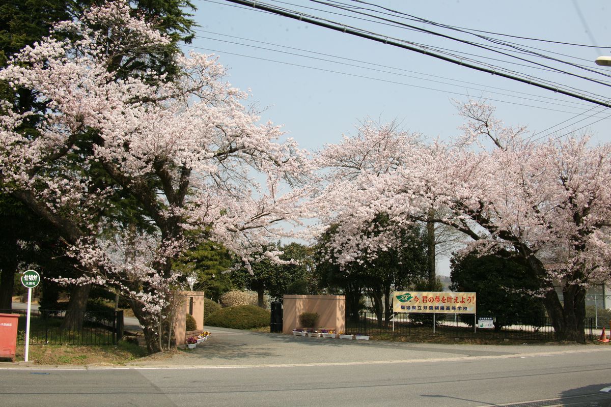 双葉翔陽高校正門前に咲く桜