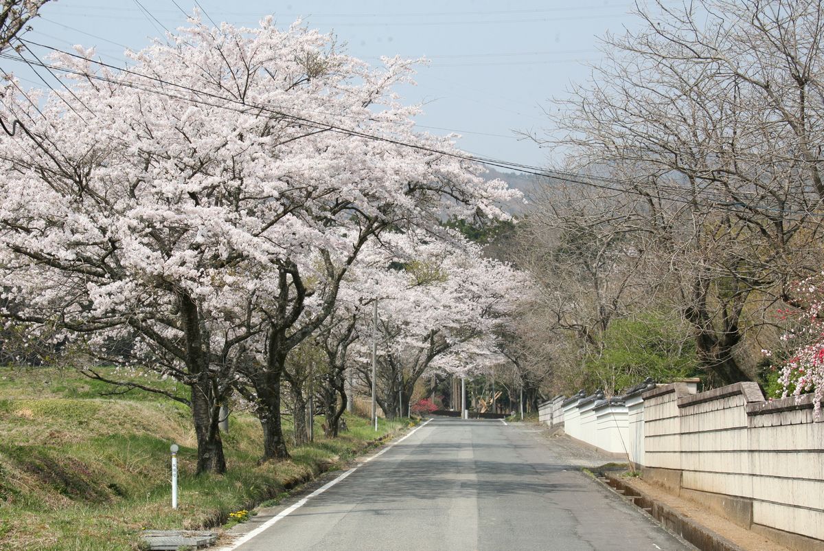 坂下ダム入口の並木道に咲く桜