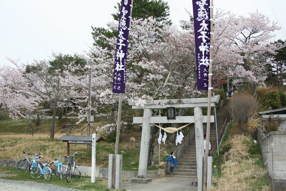 聖徳太子神社を彩る桜